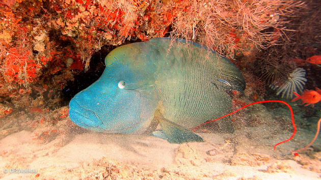 faune sous-marine exceptionnelle aux Maldives