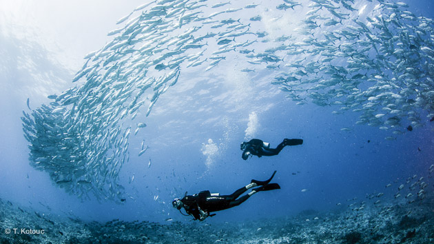 vous êtes au paradis de la plongée à Tahiti et dans les Tuamotus