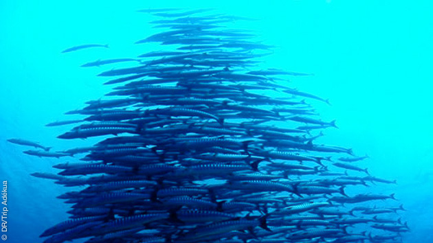 barracudas, raies mantas, requins baleines au menu de cette croisière plongée