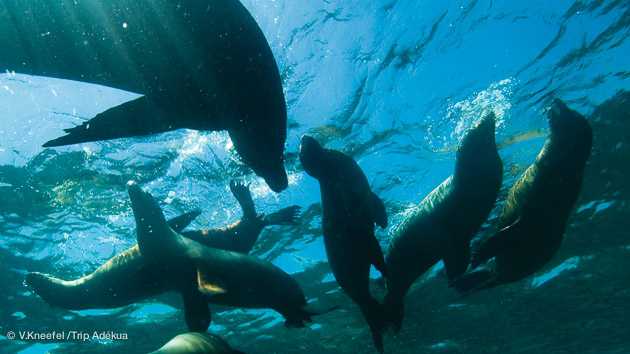 otarie en mer de cortez basse californie