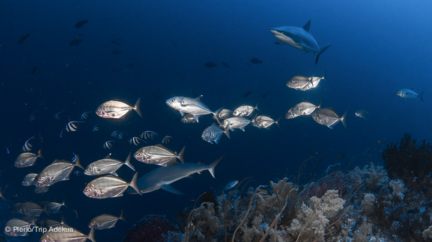 conseils en cas de rencontre avec un requin