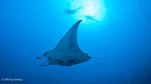 plonger avec les mantas à Palaos