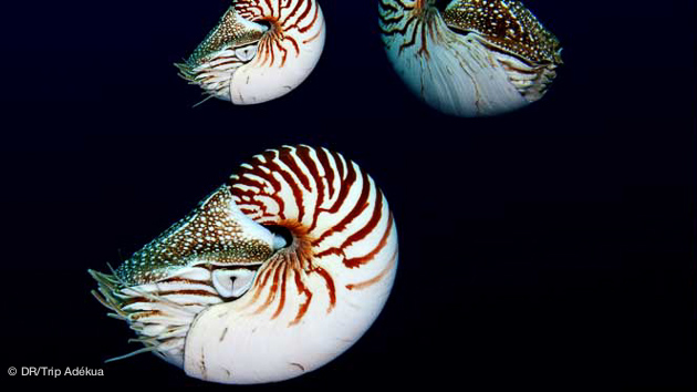 merveilles sous-marines pou rla plongée au Palau