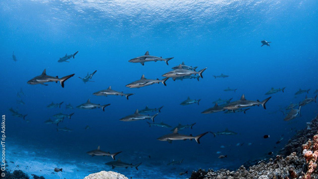 Rencontres tahiti