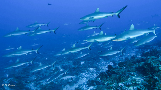 Le célèbre mur de requins de Fakarava