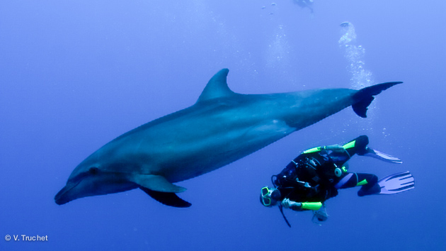 jouer avec les dauphins pendant vos vacances plongée à Tahiti