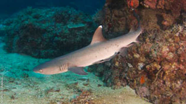 Requins, raies mantas, barracudas dans les magnifiques fonds du Pacifique sud