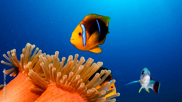 18 plongées sur les récifs, tombants et autour des atolls de Tahiti