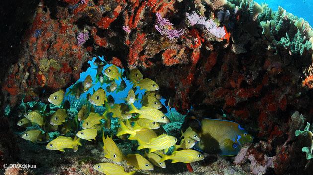gros ou petits poissons à Playa del Carmen