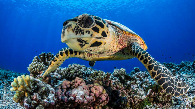 Cd voyages et rencontres a tahiti