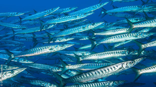 Rencontres de barracudas lors de vos plongées en Méditerranée