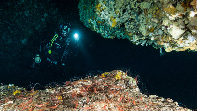 Plongées accessibles à tous niveaux à Ustica