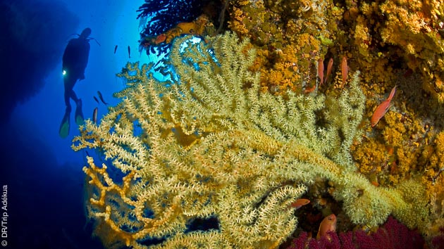 Découvrez la faune sous marine préservée lors de ce séjour plongée à Ustica, en Sicile