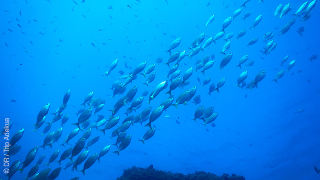 Un séjour plongée et détente sur les plus beaux spots des iles Canaries,