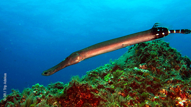 Couleurs sous marines, à découvrir lors de vos plongées ou baptêmes à Gran Canaria