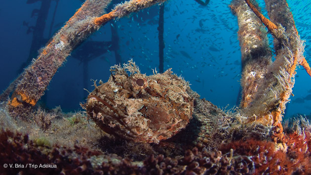 plongée sur épave en mer de Cortez au Mexique