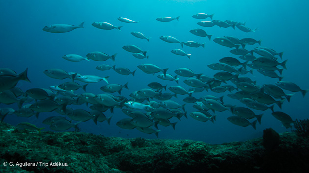 richesse de la faune sous-marine à la paz au Mexique mer de Cortez