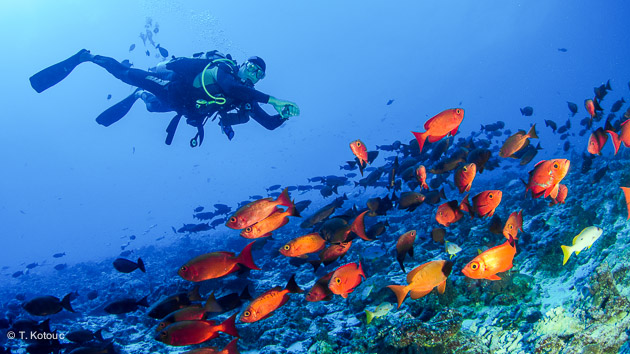 sublime voyage plongée à Tahiti