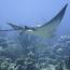 plonger avec les raies mantas au Panama