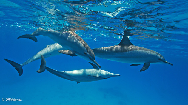 plonger avec les dauphins en mer Rouge et Egypte