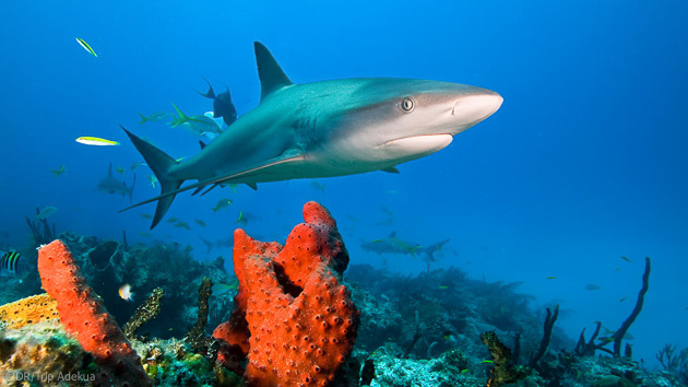 Séjour plongée avec les requins aux Bahamas en mer des Caraïbes