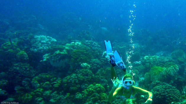 Séjour plongée à Bonaire dans les Caraïbes