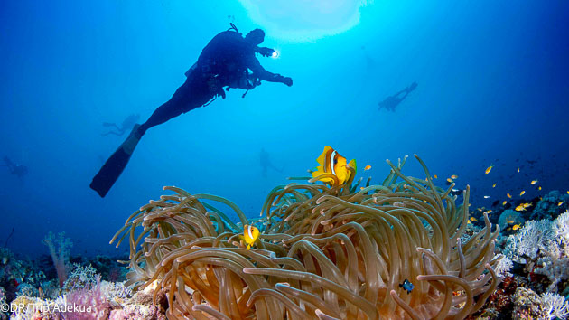 Séjour plongée en Arabie saoudite en mer Rouge