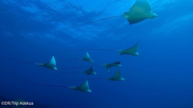 Séjour plongée à Fernando de Noronha au Brésil