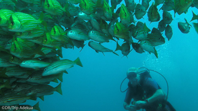 Séjour plongée à Isla del Cano au Costa Rica