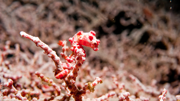 hypocampe pygmee en Indonésie pendant une plongée sous-marine