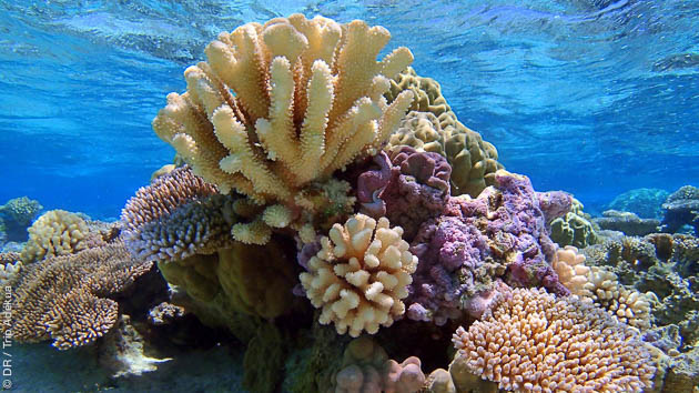 Séjour plongée en Polynésie dans l'Océan Pacifique