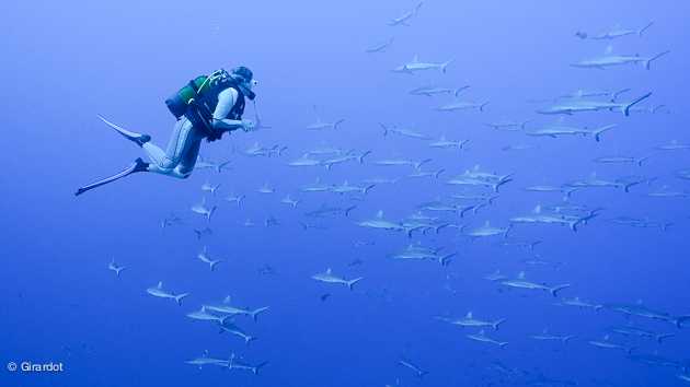 Séjour plongée avec les requins en Polynésie