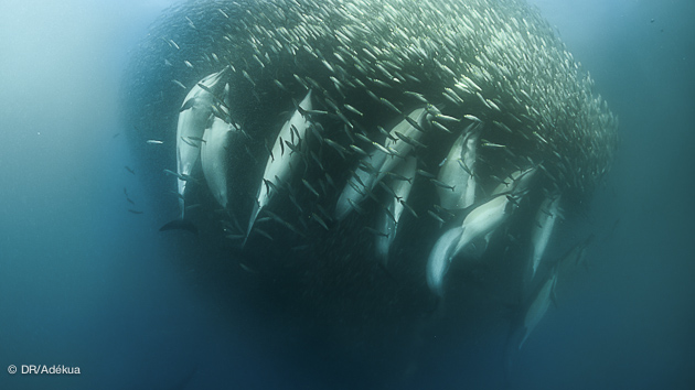 plonger pendant le sardin run en Afrique du sud