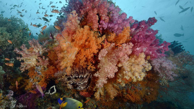 Séjour plongée inoubliable à Raja Ampat en Indonésie