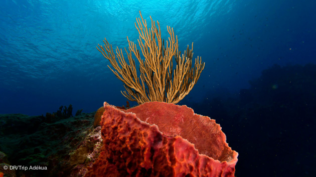 séjour plongée au Panama paradis de la faune sous marine dans les Caraibes