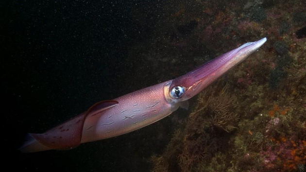 8 immersions pour découvrir les espèces qui peuplent les fonds marins de Madère