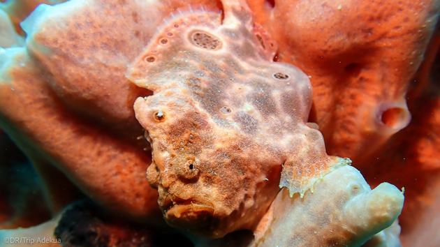 Plongée à la découverte des plus belles espèces sous-marines aux Saintes