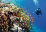 Les beautés sous-marine de la Polynésie - voyages adékua