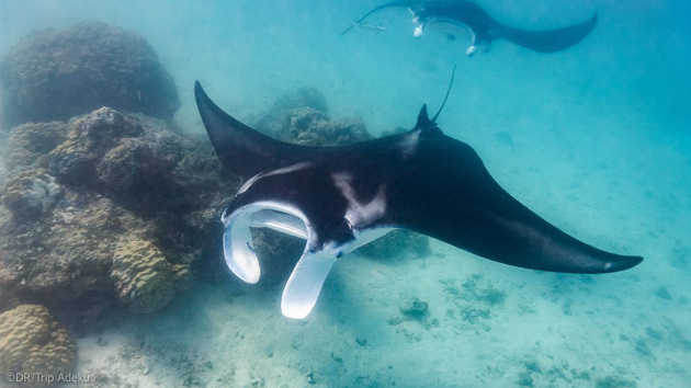 Plongez avec les raies mantas en mer Rouge