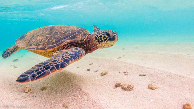 Plongez avec les plus belles espèces en mer Rouge