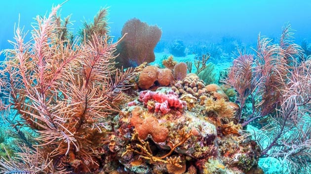 Découvrez les plus beaux sites de plongée de mer Rouge