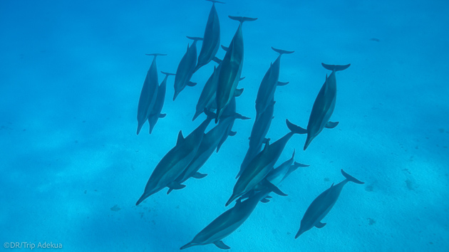 Une croisière de rêve en mer Rouge pour plonger avec les dauphins