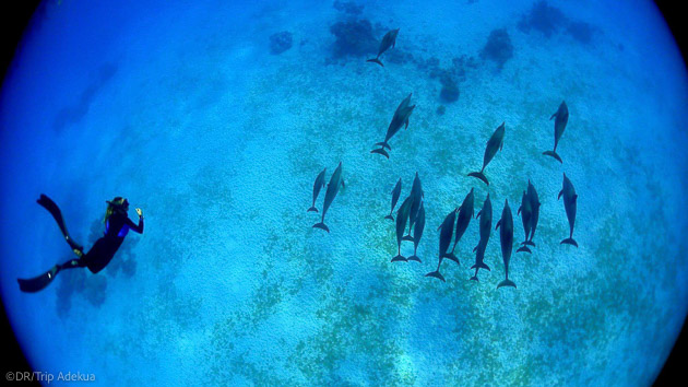 Une croisière de rêve en mer Rouge pour plonger en famille avec les dauphins
