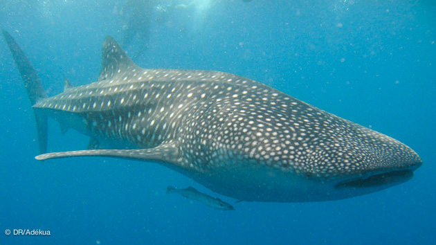 plonger avec les requins baleine aux Maldives