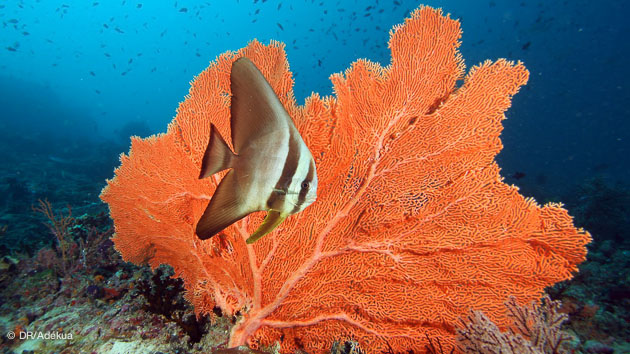 corail et poissons multicolores pour ce circuit plongée aux Maldives