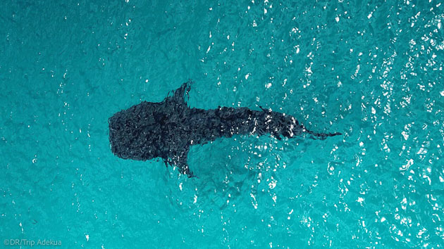 Plongez avec les requins baleines aux Maldives