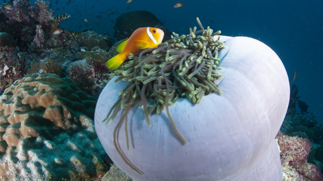 Découvrez les plus belles espèces sous-marines des Maldives