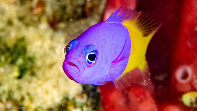 Photographiez les plus beaux poissons pendant votre croisière plongée