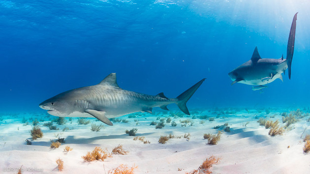 Plongez avec les plus beaux requins des Bahamas