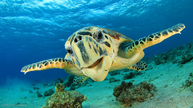 Découvrez les plus belles espèces sous-marines des Bahamas